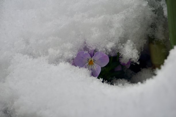 三色堇菜是一种常见的野花，一年生或短命的多年生植物。这种植物也被称为野生三色堇，强尼跳起来，黄色三色堇，心旷神怡，心旷神怡，撩拨我的思绪，杰克跳起来吻我。图片下载