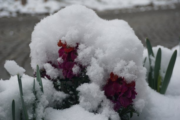 三色堇菜是一种常见的野花，一年生或短命的多年生植物。这种植物也被称为野生三色堇，强尼跳起来，黄色三色堇，心旷神怡，心旷神怡，撩拨我的思绪，杰克跳起来吻我。图片下载
