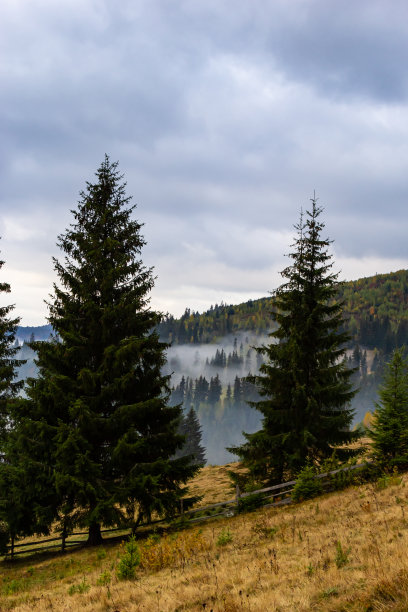 山间有雾的秋景。山上有冷杉林。喀尔巴阡人，乌克兰，欧洲。高画质照片图片下载