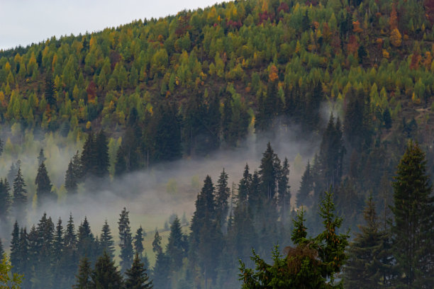 山间有雾的秋景。山上有冷杉林。喀尔巴阡人，乌克兰，欧洲。高画质照片图片下载