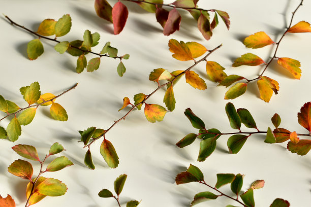 由树枝和树叶创建的纹理图案。图片下载