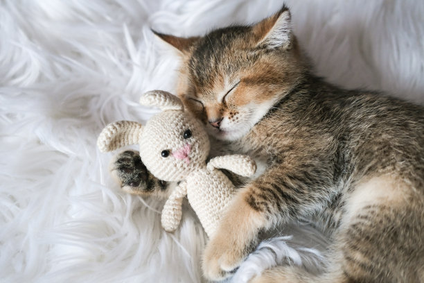 一只可爱的小猫睡在毛茸茸的毯子上，抱着一只编织的玩具兔子。带有复制空间的网页横幅。图片下载