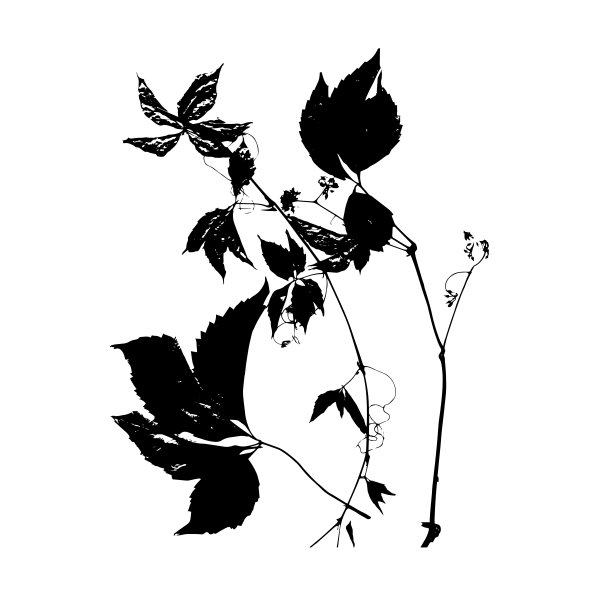 黑色抽象向量背景与树叶。图片下载