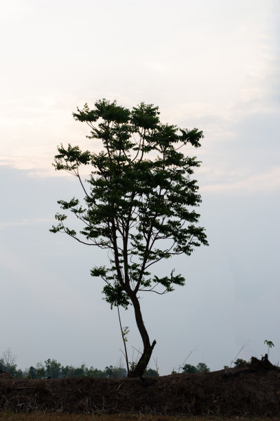 日落树的剪影在田野。图片下载