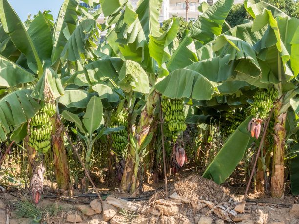 地里长着一串香蕉图片下载