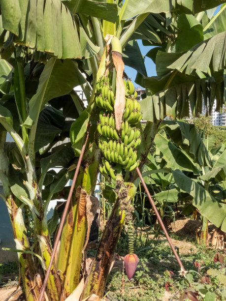 香蕉树，上面长着一串香蕉图片下载