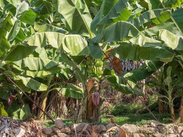 香蕉树，上面长着一串香蕉图片下载