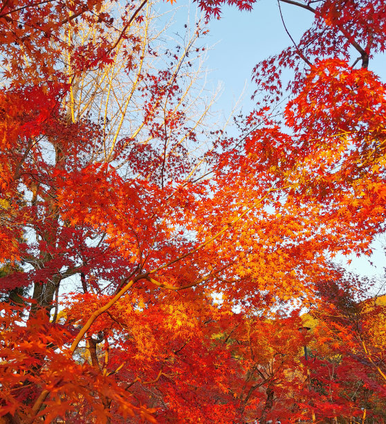 日本京都的秋天图片下载