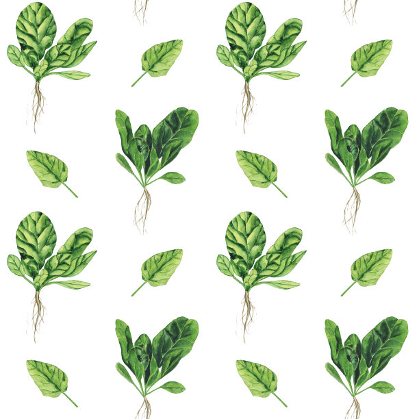 水彩菠菜与根无缝模式的白色背景。草木手绘插画。用来做沙拉的新鲜绿叶。健康食品。图片下载