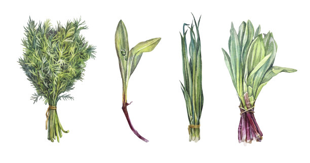 设置水彩束莳萝和绿色韭菜和野生大蒜孤立在白色背景。手工绘制的绿色植物，用来做素食沙拉。维生素蔬菜。为厨房烹饪书剪贴画图片下载