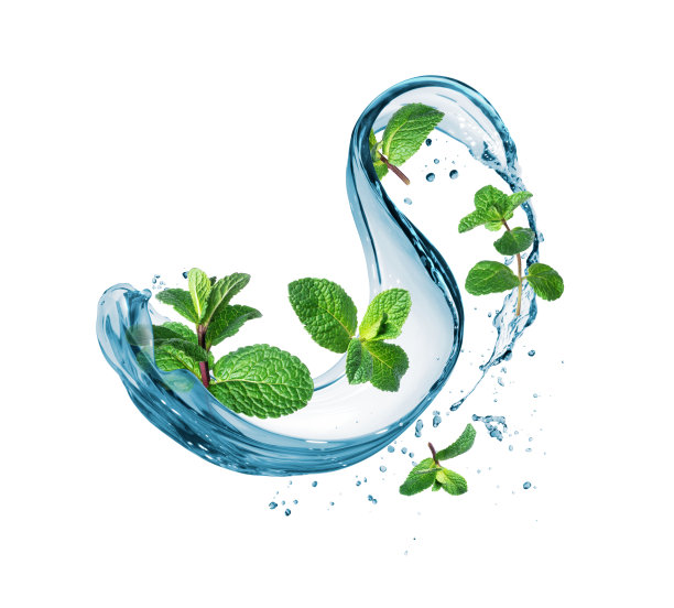 薄荷与水的飞溅孤立在一个白色的背景图片下载