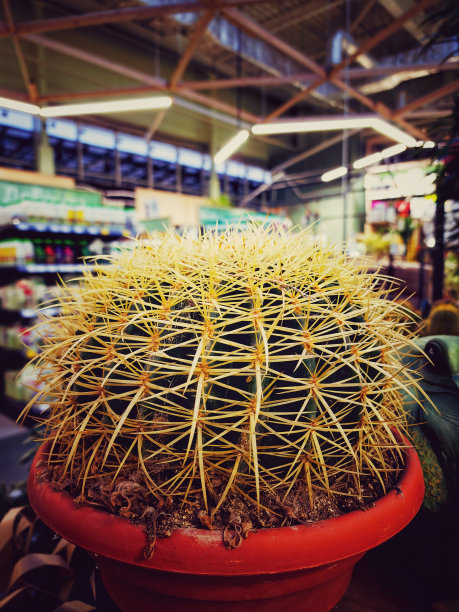 仙人掌花生长在花盆里，自然图片下载