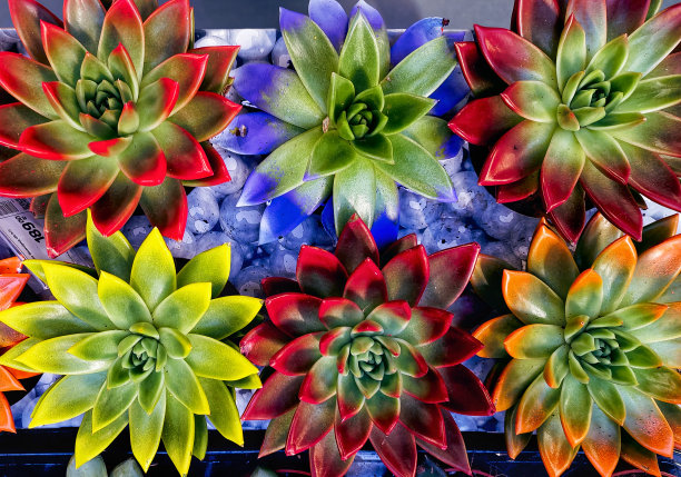 仙人掌花生长在花盆里，自然图片下载