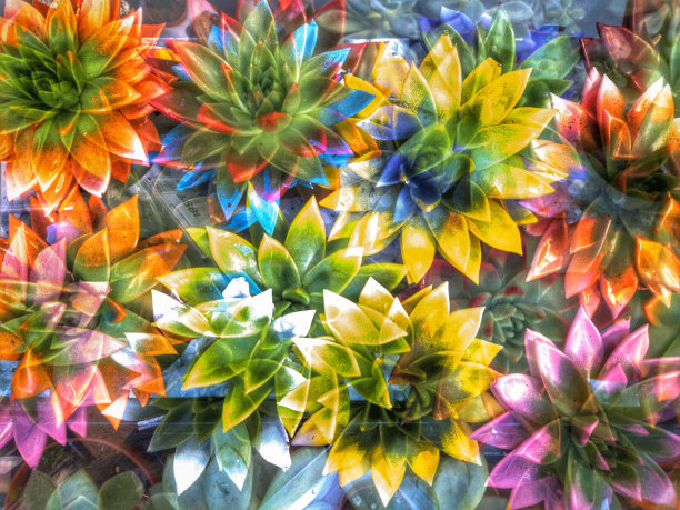 仙人掌花生长在花盆里，自然图片下载