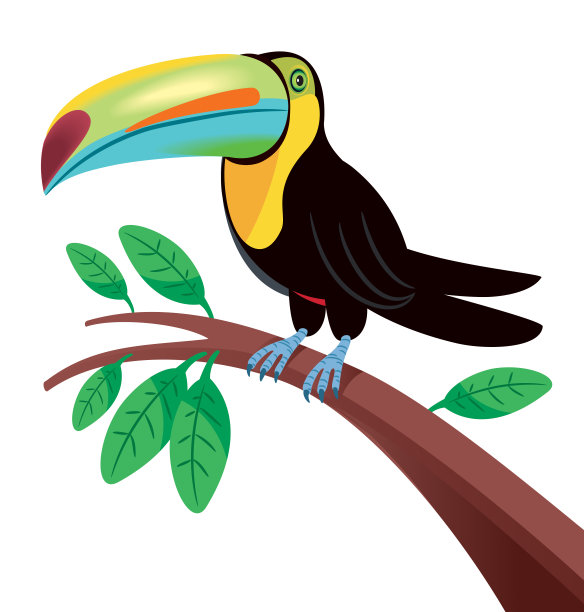 巨嘴鸟图片下载