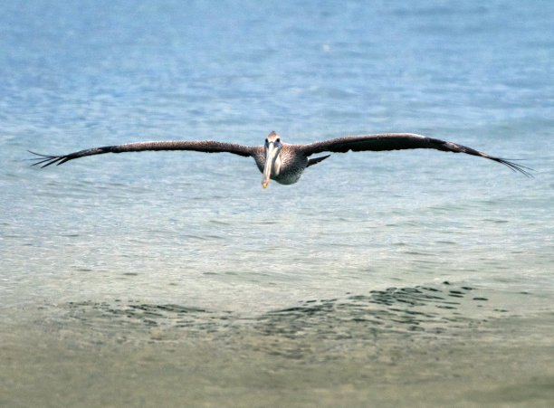 鹈鹕在水面上低飞图片下载