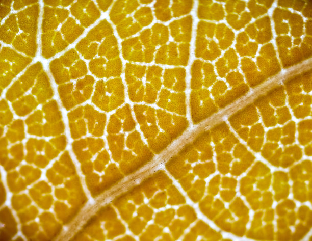 美丽的秋天图案图片下载