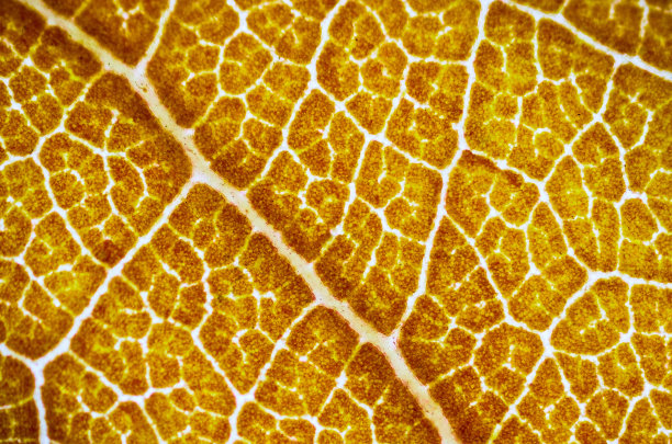 美丽的秋天图案图片下载