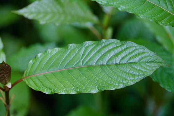 带露珠的mitragyina speciosa或Kratom叶子的特写图片下载