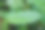 带露珠的mitragyina speciosa或Kratom叶子的特写图片下载