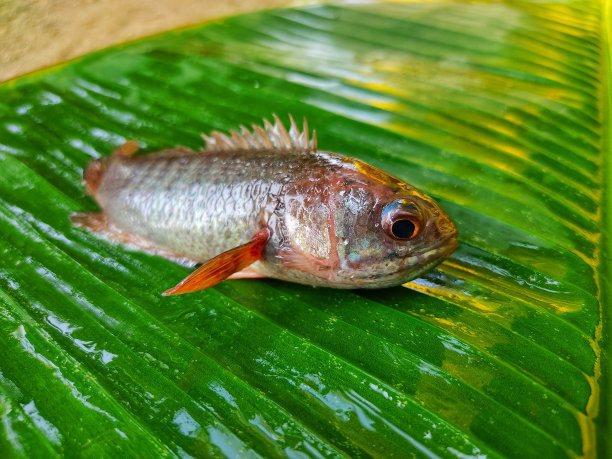 绿芭蕉叶上的鱼图片下载