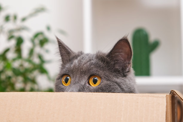 一只灰猫在一个纸板箱里玩。一只灰猫正在找玩具。猫是掠食者。灰猫专注的凝视。图片下载