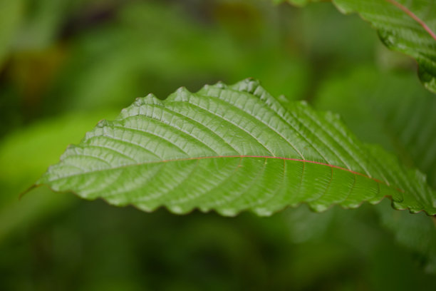 带露珠的mitragyina speciosa或Kratom叶子的特写图片下载
