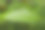 带露珠的mitragyina speciosa或Kratom叶子的特写图片下载