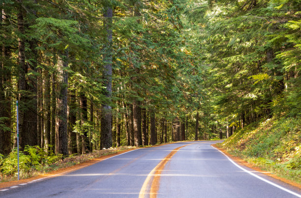 穿过秋林的风景之路图片下载