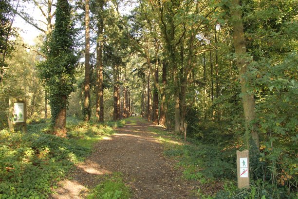 绿林中的一条小路，小路上长满了树图片下载