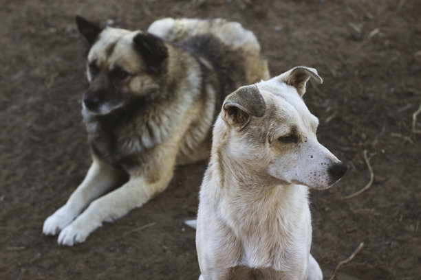 院子里的两只狗图片下载