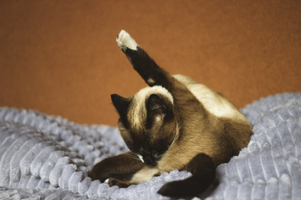 泰国暹罗猫躺在床上洗澡舔自己图片下载