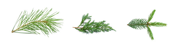 松树，杜松和云杉的树枝孤立在白色图片下载