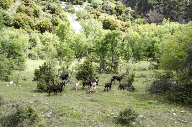 山羊在绿色的草地上自由地吃草图片下载