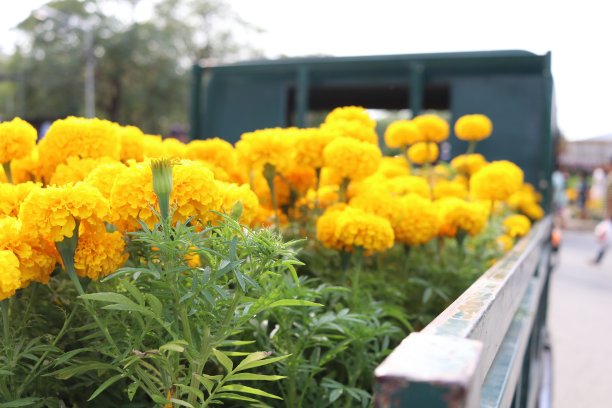 卡车上的花盆里有万寿菊。图片下载