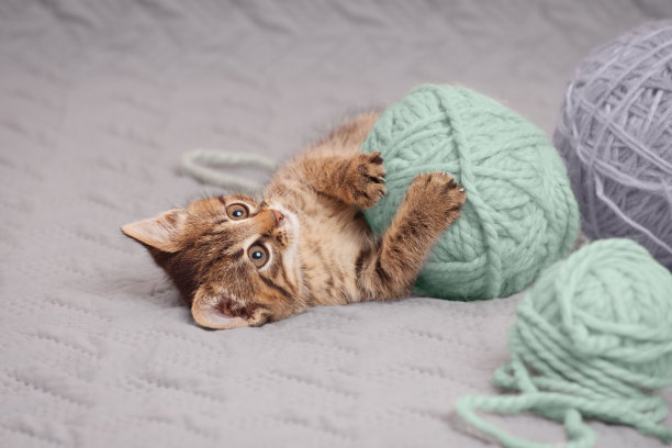 有趣的条纹小猫躺在它的背上玩彩色纱线球。室内低角度视角。图片下载