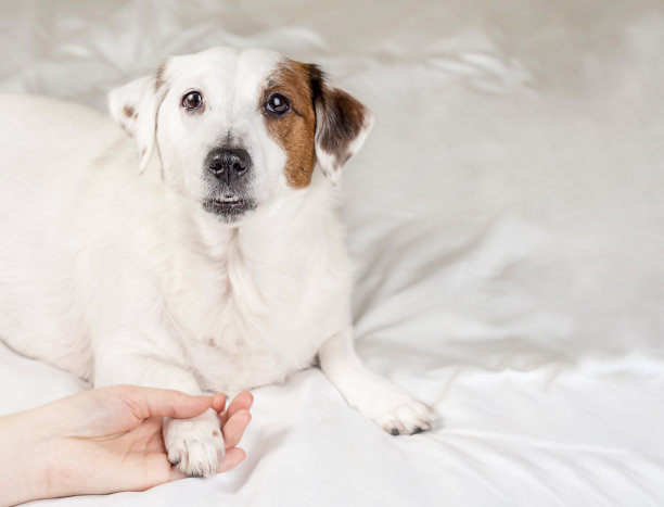 一个男人握着一只狗爪。关爱宠物图片下载