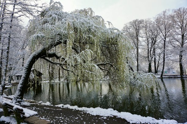 河边有被雪覆盖的灌木和树木。河上有一座被雪覆盖的桥，到处都是树和灌木。冬天在巴德艾布林的城市公园。图片下载