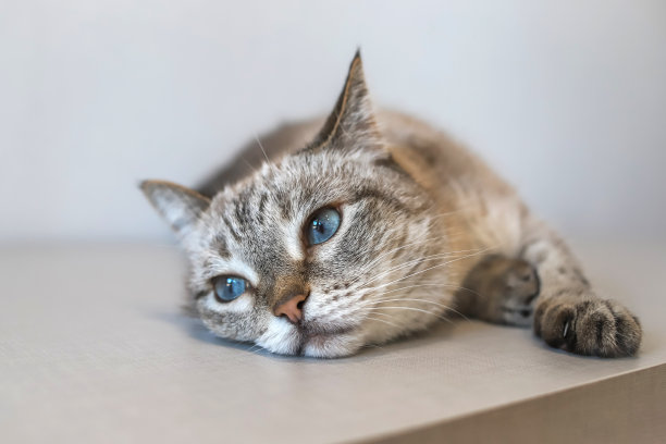 一只蓝色眼睛的灰色虎斑猫懒洋洋地躺在桌子上图片下载
