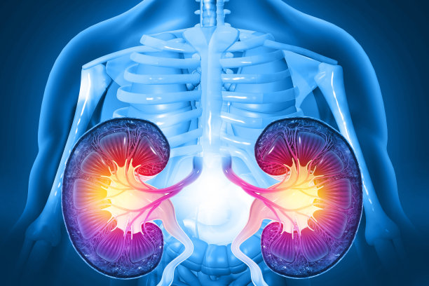 人肾横截面。三维演示图片下载