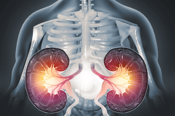 人肾横截面。三维演示图片下载