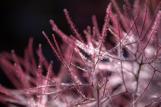 清晨的霜融化在烟丛的花朵上素材图片