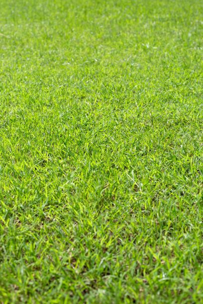 新鲜的草坪草。美丽的绿色花园图片下载