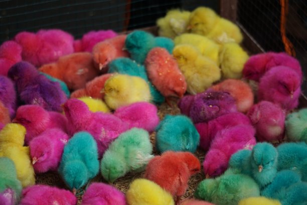 笼子里塞满了五颜六色的小鸡图片下载