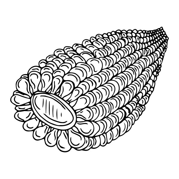 孤立在白色背景上的玉米穗。新鲜的玉米棒子。图片下载