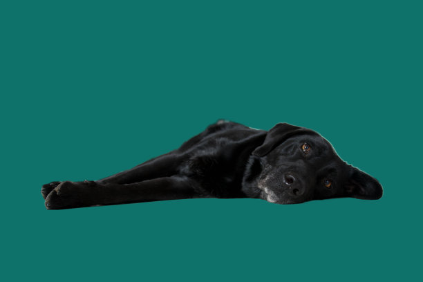 休息的黑狗。图片下载