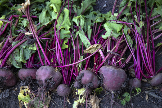 农夫床上挖出的甜菜。图片下载