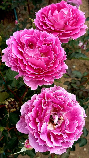 玫瑰花图片下载