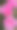 玫瑰花图片下载