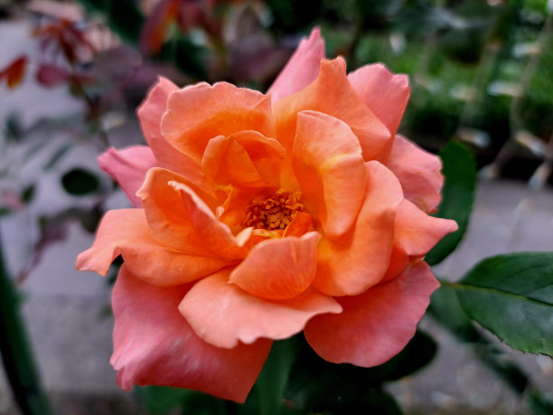 玫瑰花图片下载